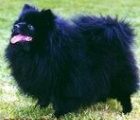 Black Donna van't Wianca Hof