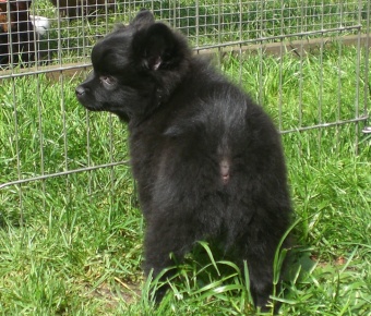 Mittelspitz Beast of Burden mit 9 Wochen