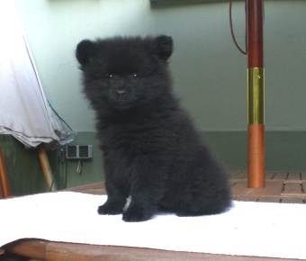 Mittelspitz Bonny Mae mit 8 Wochen