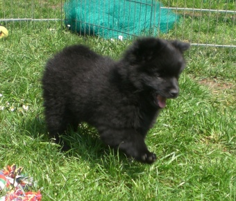 Mittelspitz Bonny Mae mit 9 Wochen