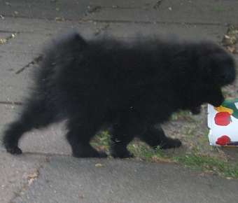 Mittelspitz Born to be wild mit 8 Wochen