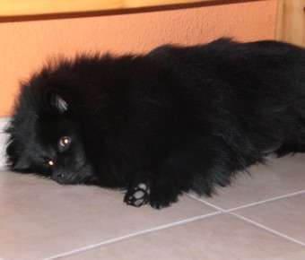 Mittelspitz Happy Hera vom Ravens Hof einen Tag vor der Geburt