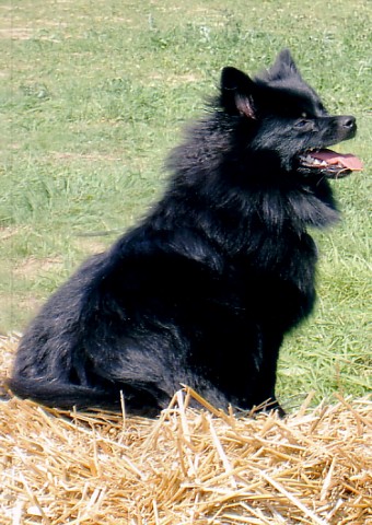 Mittelspitz Hera vom Ravens Hof - 07