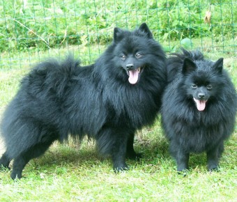 Mittelspitz Ingolf Lord von Schwarzschild und Happy vom Ravens Hof