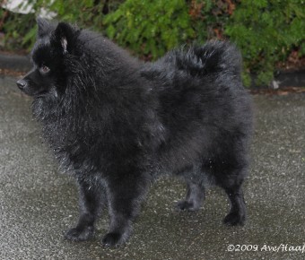 Mittelspitze A-Wurf von Ellingshorst`s 30 - Attack in Black mit 6 Monaten
