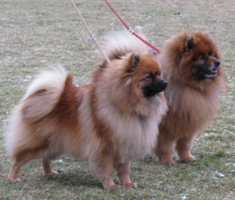 Mittelspitze Finley und Jlo vom Ravens Hof