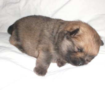 Mittelspitzwelpe Dreaming Leo von Ellinghorst  - 18 Tage alt