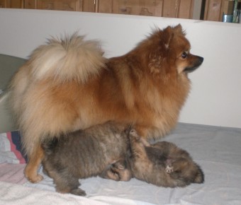 Mittelspitzwelpen von Ellinghorst mit 4 Wochen mit Mama Karla 03