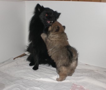 Mittelspitzwelpen von Ellinghorst mit 5 Wochen beim Toben mit Bones 02